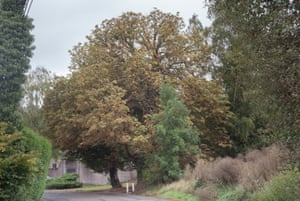 Belgium: the Tree of Freedom of the Waret citizens223 years-old horse chestnut (Aesculus hippocastanum), Waret-la-Chaussee, Wallonia.The tree symbolises the defence of the Waret cirizens' rural character. It was planted in 1796 to celebrate the fall of Louis XVI.