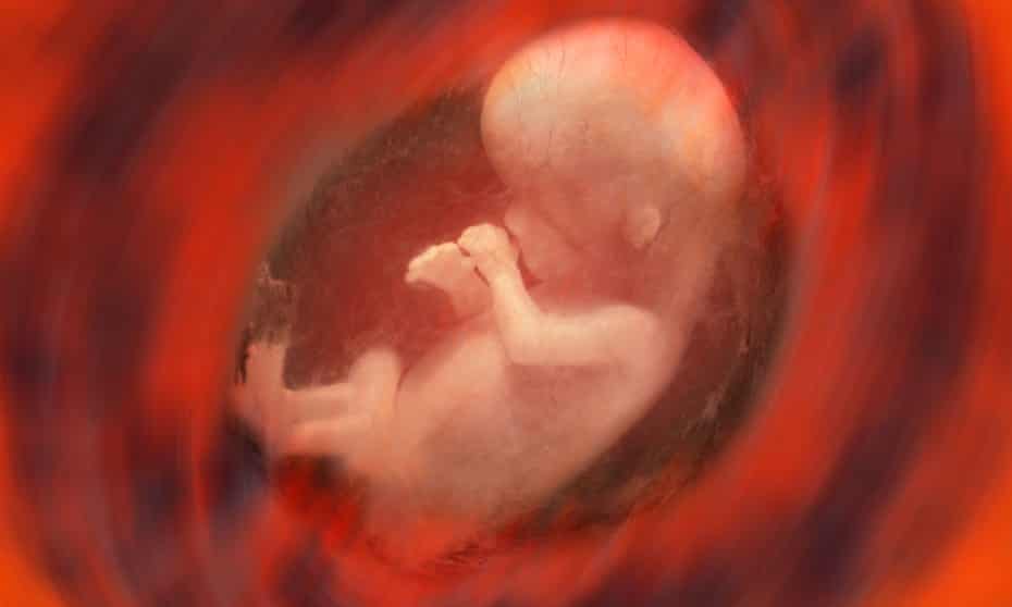 An embryo