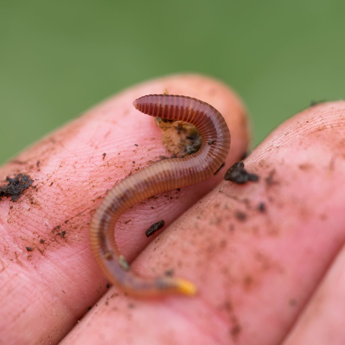You Don T Need A Fancy Bin Hard Won Lessons From Farming Worms