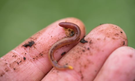 A small tiger worm, one of the three best species for composting in Australia.