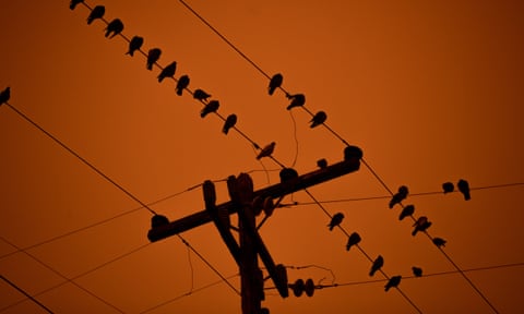 A flock of birds in Oakland, California, where smoke from wildfires turned the sky blood orange this autumn. 