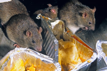 Brown rats eating the remnants of takeaway food from foil containers