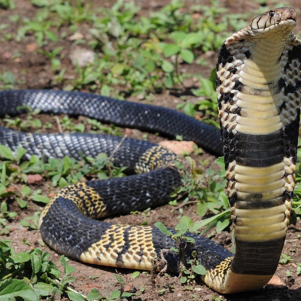 Venomous Cobra Missing In Texas After Escaping From Owner S House Texas The Guardian Venomous Cobra Missing In Texas After Escaping From Owner S House Texas The Guardian