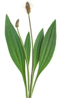 ribwort (Plantago lanceolata) on a white background