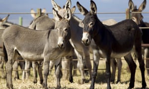 donkeys