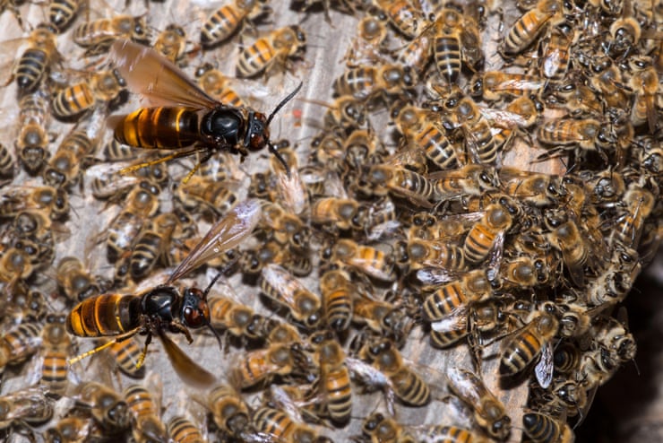 ‘A honeybee hive is like a supermarket for Asian hornets.’ Photograph: Biosphoto/Alamy