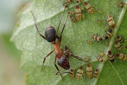 A narrow-headed ant (Formica exsecta), tending birch aphids.