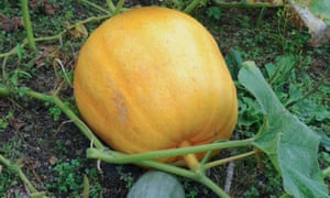 ‘Sibley’ squash (Cucurbita pepo)