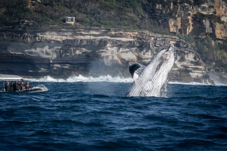 Humpback whale leaping out of the water with boat nearby and cliffs in the background