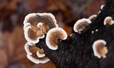 Turkey tail fungi.