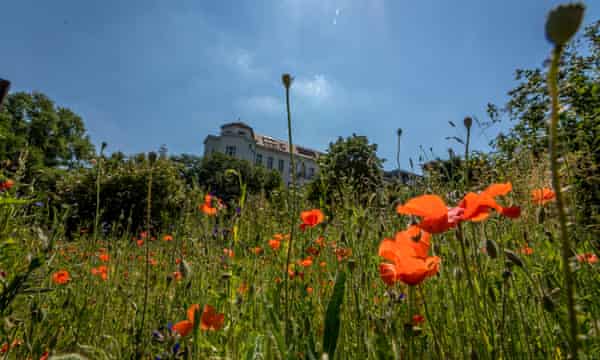 Amapolas y pasto alto con árboles y la parte superior de un antiguo bloque de apartamentos en el fondo
