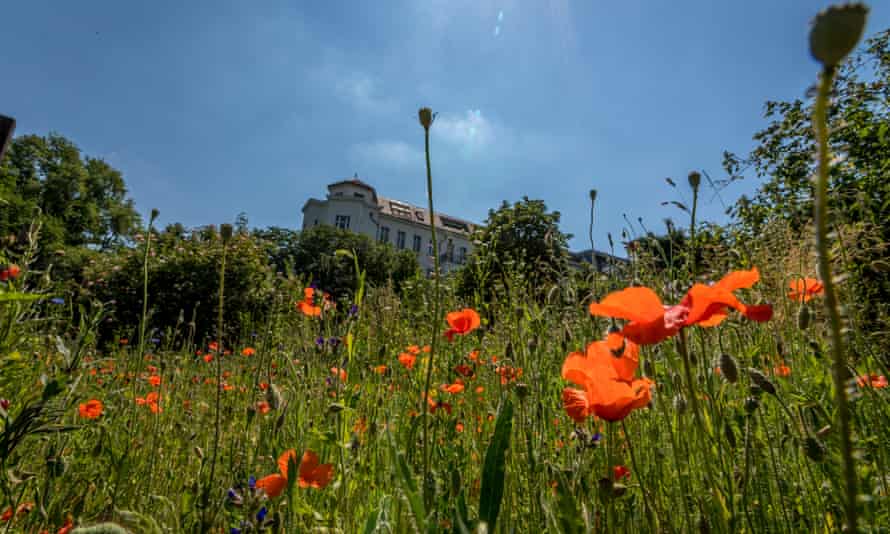 A wild meadow bees in Kreuzberg, Berlin