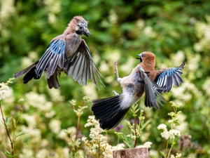 A couple of jays squabble in riverside woodlands near Aberystwyth, Wales, UK
