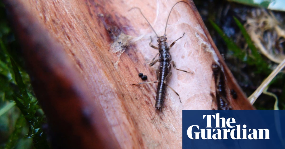 Critically endangered stonefly with ‘remarkable’ lifespan faces extinction as Victorian government decision condemned | Environment