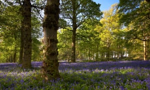 Bluebell woodland in the grounds of the National Trust owned Blickling Hall Norfolk, UK.