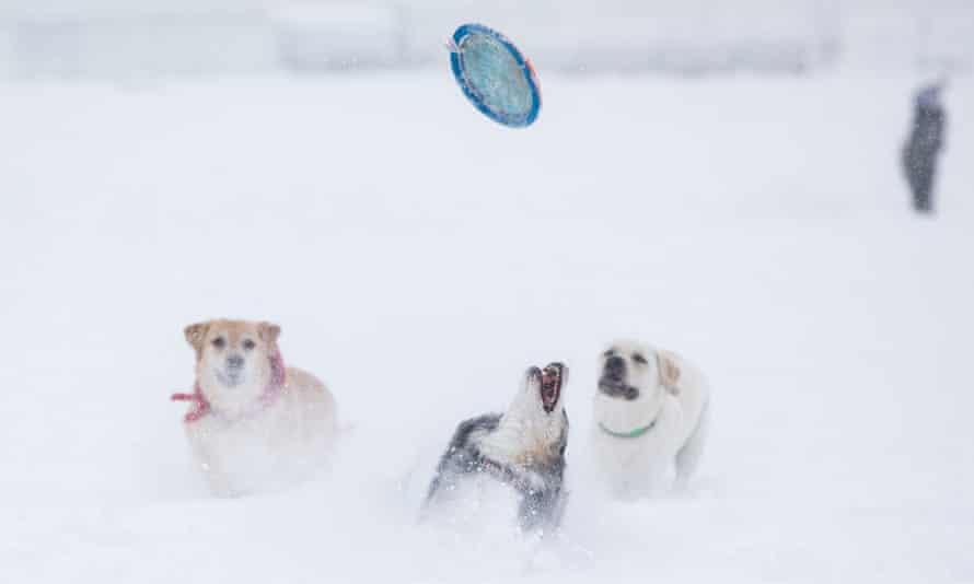 Dogs play with a frisbee in Boston, Massachusetts, on 17 December.