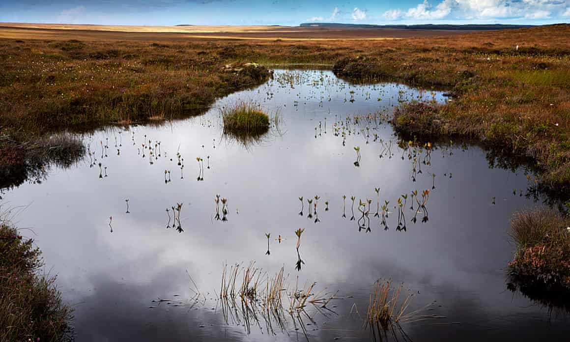 Peatlands with water reflecting sky