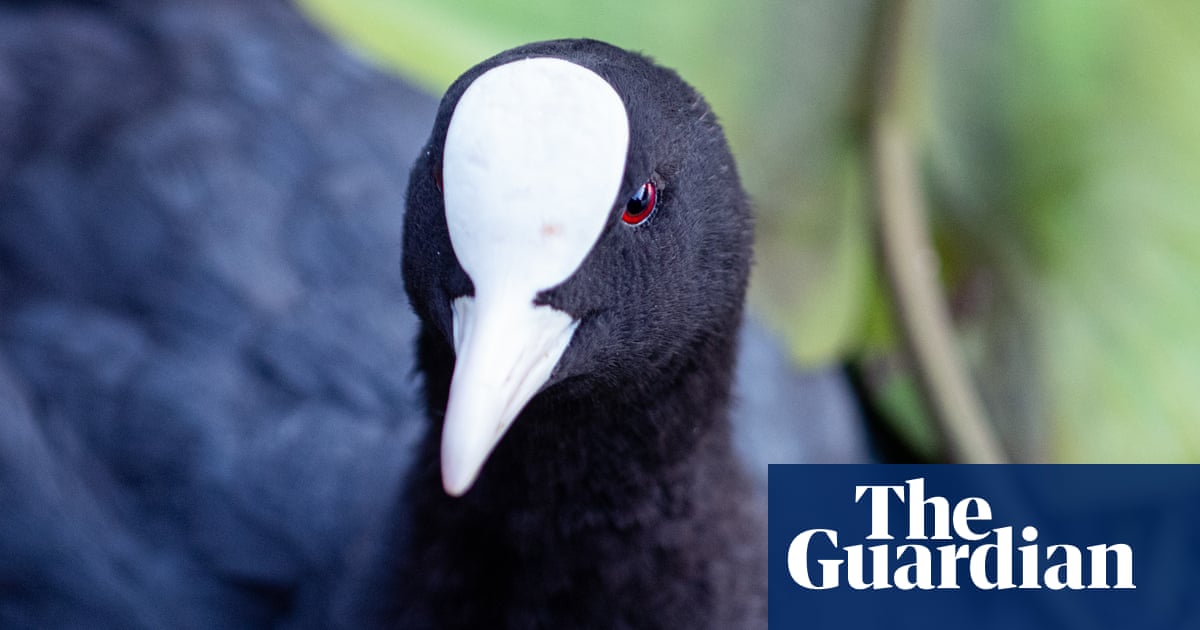 From burger wrappers to masks, bird nests tell story of throwaway culture