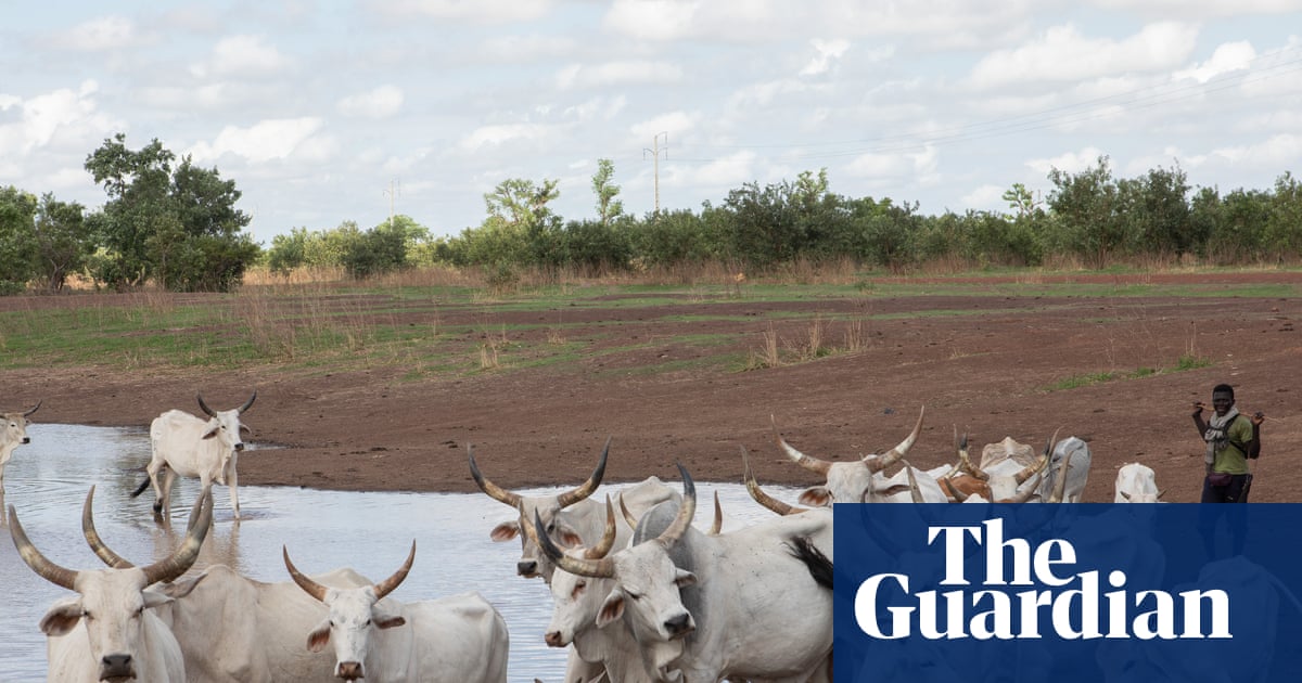 Why ‘mob grazing’ may help protect drought-hit Senegal’s vast grasslands