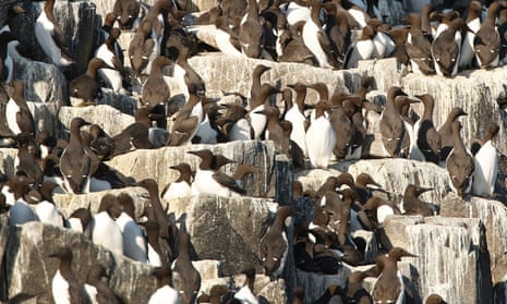 Guillemots nesting at the Isle of May in the Firth of Forth.