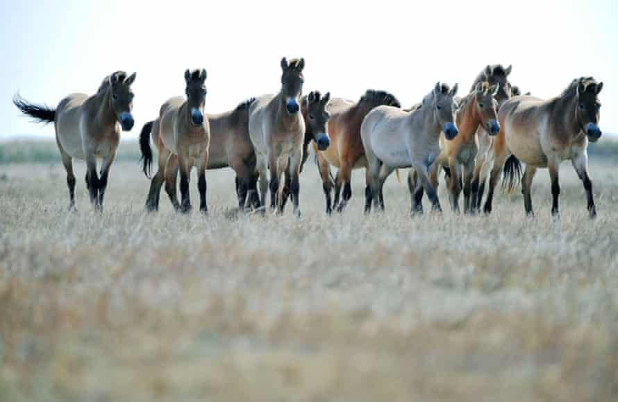Przewalski wild horses in the Hortobagy national park, in the puszta or Hungarian steppe.