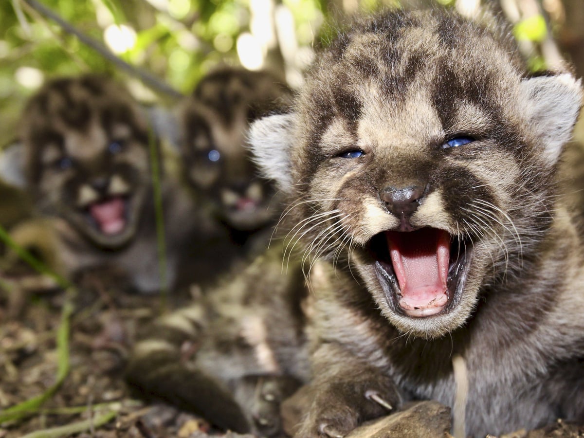 Mignons B b s Lions Des Montagnes Lionne Et Lionceau Mignon mignons-b-b-s-lions-des-montagnes-lionne-et-lionceau-mignon