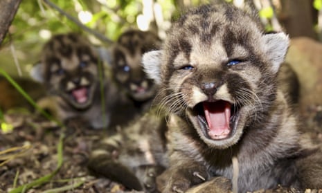 Mountain lion kittens, seen in May in the Santa Monica Mountains.
