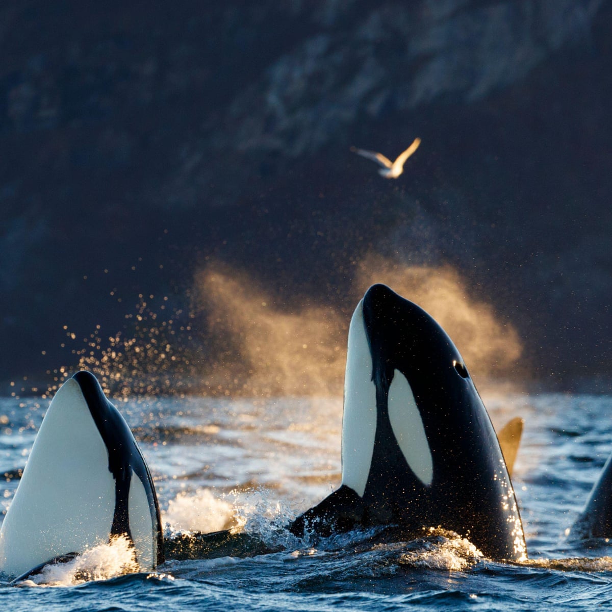 How Facebook's Meme App Whale Works