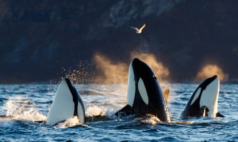 Killer whales / orcas vertical in the water