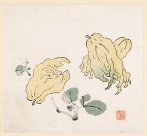 Buddha’s Hand Fruit (Citrus medica ‘Helicteroides’),
from Ten Bamboo Studio Collection of Calligraphy and Painting, c.1633 Ink and colour on paper, 25 × 27 cm / 93⁄4 × 101⁄2 in British Museum, London