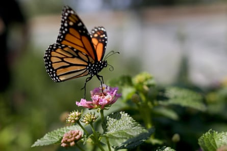 A monarch butterfly on a flower.