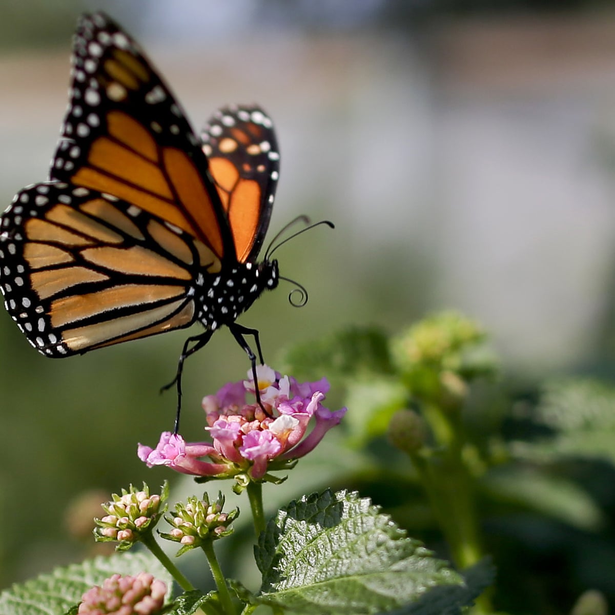 Butterfly numbers plummeting in US west as climate crisis takes ...
