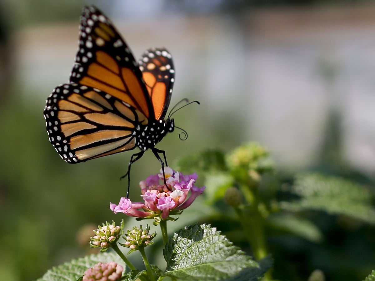 Butterfly numbers plummeting in US west as climate crisis takes ...