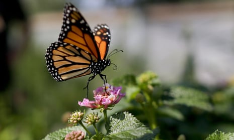 A monarch butterfly balances on a flower in Vista, California. The number of western monarch butterflies wintering along the California coast has plummeted to a record low.