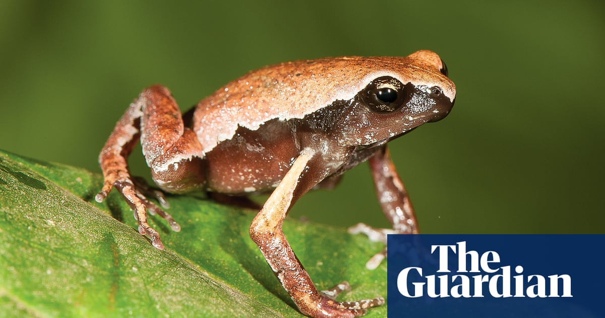 Dancing, starry dwarf and narrow-mouthed: new species make India a frog paradise