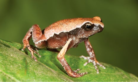Mysticellus franki, a new species of narrow mouthed frog discovered in a puddle by ‘India’s frogman’ Sathyabhama Das Biju and his team in 2019
