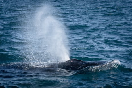 A humpback whale making its way down the East Coast of Australia