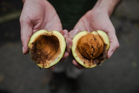 A person holds out a fruit with a large nut split in half.