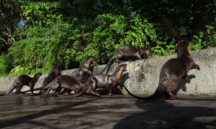 Seven otters climbing a wall