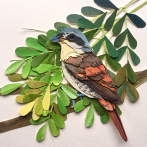 Tiger Shrike bird paper artwork by Sarah Suplina