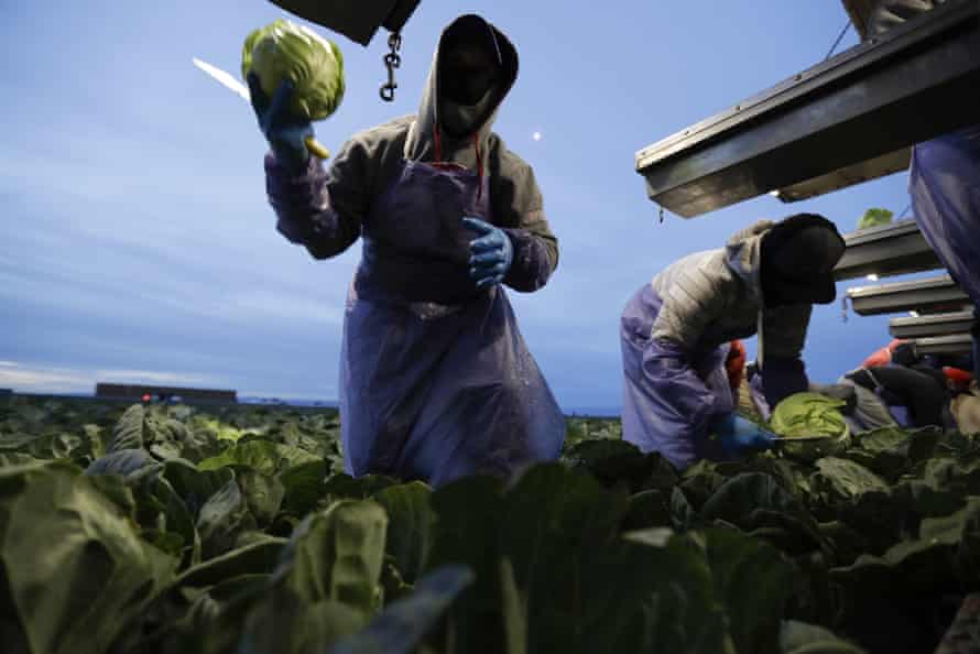 Farmworkers picks cabbage before dawn in a field outside of Calexico.