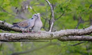 Turtle Dove pair