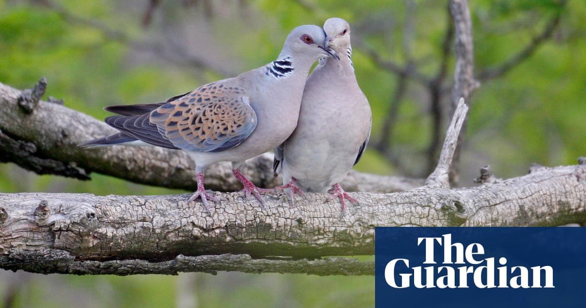 Extinction crisis' could see 500 bird species vanish within a century report