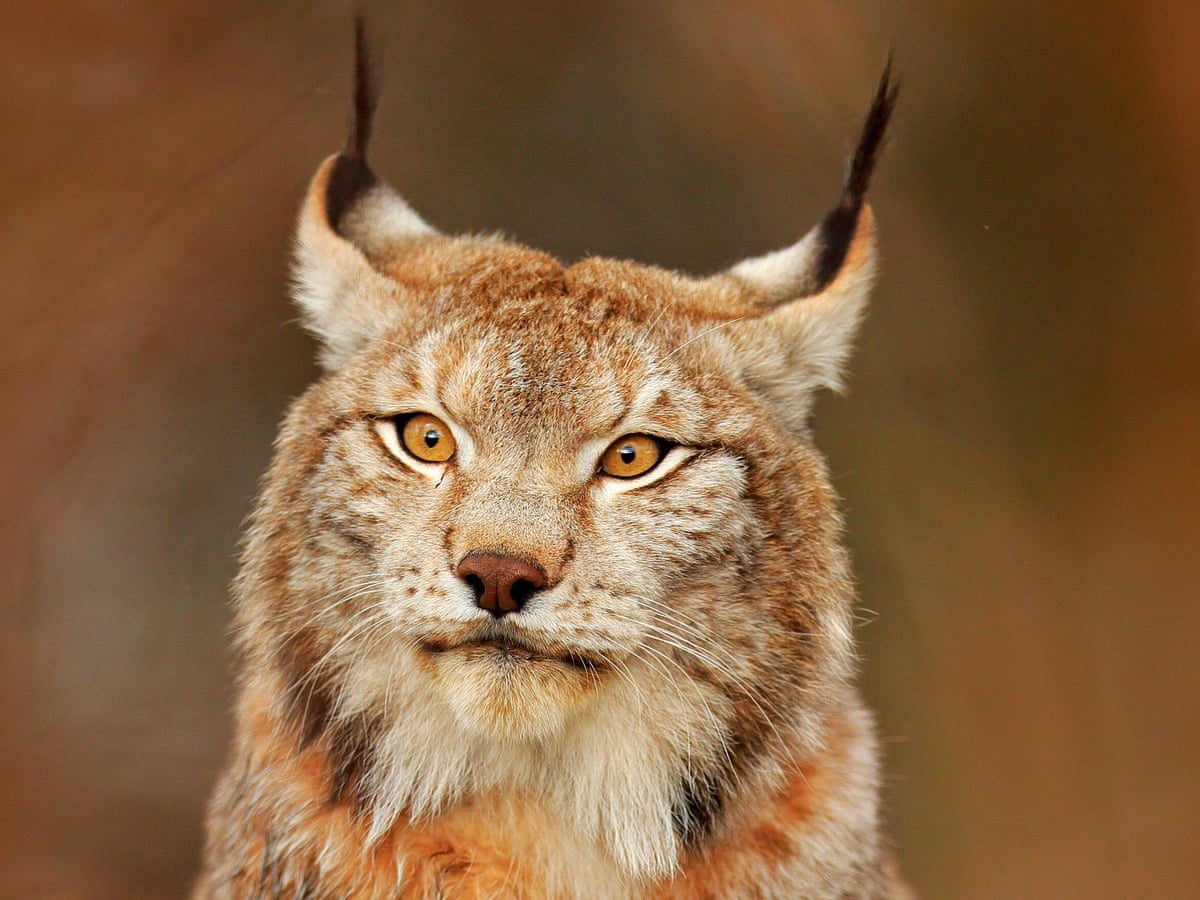 Hundreds of lynx to be hunted in Sweden following biggest ever wolf cull |  Environment | The Guardian