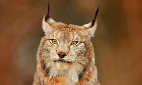 Lynx populations are under pressure in Europe from habitat loss and poaching.