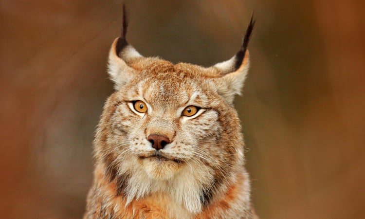 Hundreds of lynx to be hunted in Sweden following biggest ever wolf cull