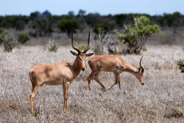 Hirola antelope in Kenya’s Tsavo East national park.