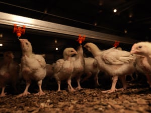 Each room contains around 9,000 birds and is strictly light and temperature controlled