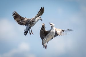Seagulls squabble along the banks of the Tejo River in Portugal