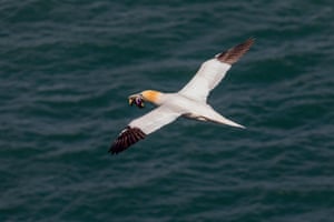 A gannet carries some tasty plastic food back to its nest.